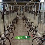 automatic Milking parlor for big farm 2013 hot sale