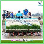 Rice Seedling Planter/Rice Farming Machinery/Paddy Rice Transplanter Machine-