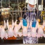 poultry slaughtering equipment