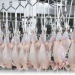 halal chicken slaughter line