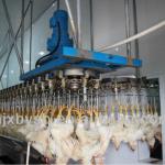 poultry meat process and poultry slaughter equipment