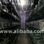 Amafhh Mushroom plant,