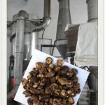 Mushroom Drying Equipment