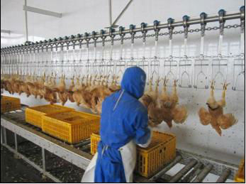 Chicken Slaughtering Production Line|Poultry Slaughtering machine