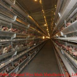 Allround chicken farm