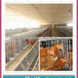 automatic chicken layer cage