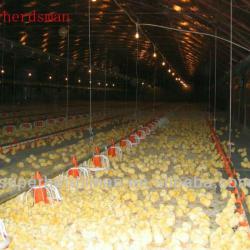 Automatic poultry equipment