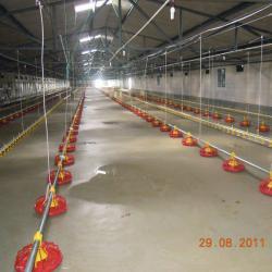 Automatic poultry feeding system for broiler