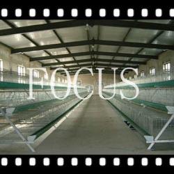 best selling H or A type galvanized cages feeding system with automatic feature