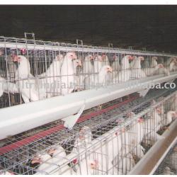 High Quality Cages for Chicken