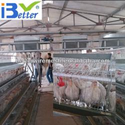 Hot-Sale BT factory A-128 design layer chicken cages(Welcome to Visit my factory)