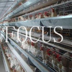 low price cage type broiler feeding house with automatic equipment