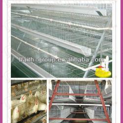 new type automatic chicken layer cage