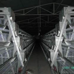 Poultry layer farming equipment