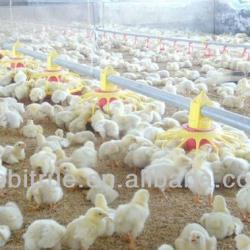 rearing equipment for chicken
