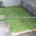 Fodder sprouting machine/barley grass growing machine for animal