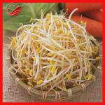 Automatic green bean sprouting machine, mung bean sprouting machine