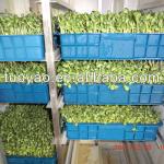 Animal Green Fodder Machine with factory price