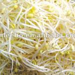 Professional Production Bean Sprouts Machine