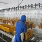 Chicken Slaughtering Production Line|Poultry Slaughtering machine