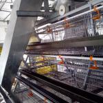 sell battery chicken cage and chicken feeding line