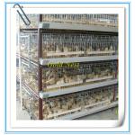 H-type hot galvanized pullet chicken cage