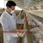 Factory farm chicken cage ( Full equipment and Own oversea agent )