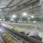 poultry farms project