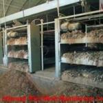 chicken manure removing system for poultry farm