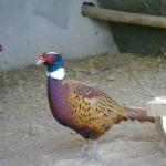 Poultry feeding system,Broiler feeding machine,Duck feeder pan
