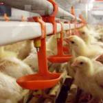 Broiler Feeding System for Chicken House