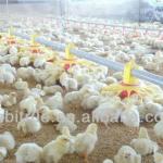 rearing equipment for chicken