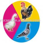 RFID poultry ring tag for tracking