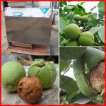 high quality and high efficiency walnut peeler/walnut peeling machine/008615514529363