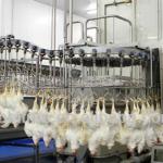 poultry slaughtering production line