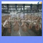 5 birds,chicken,duck and goose slaughter line /slaughtering machine for sale 0086 13663826049