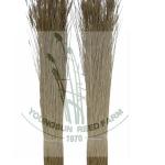 water reed